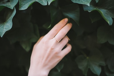 触摸绿叶植物的人